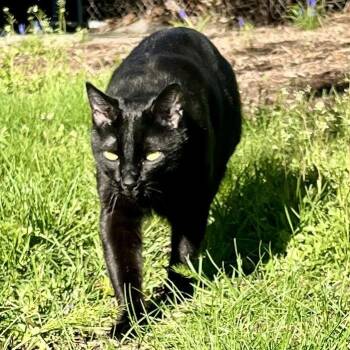 Kato -  Domestic Short Hair Cat for Adoption in Grantsville, Utah - Kato | PetCurious