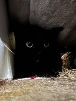 Domestic Short Hair Cats Available for Adoption in Virginia Beach, Virginia - Calypso | PetCurious