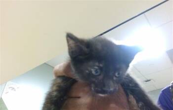 Domestic Short Hair Cats Available for Adoption in Doral, Florida - PADME