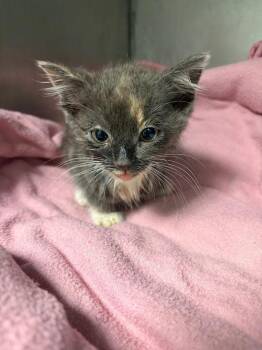 Voodoo -  Domestic Short Hair Cat for Adoption in Morgantown, Kentucky - Voodoo | PetCurious