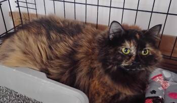Peanut -  Domestic Long Hair Cat Available for Adoption in Springfield, Massachusetts - Peanut | PetCurious