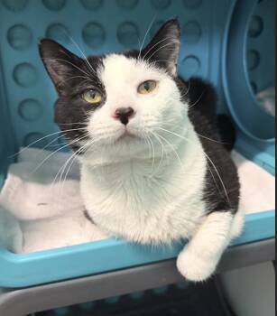 Domino -  Domestic Short Hair Cat for Adoption in Long Beach, New York - Domino | PetCurious