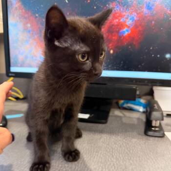Draw Four -  Domestic Short Hair Cat for Adoption in Norman, Oklahoma - Draw Four | PetCurious