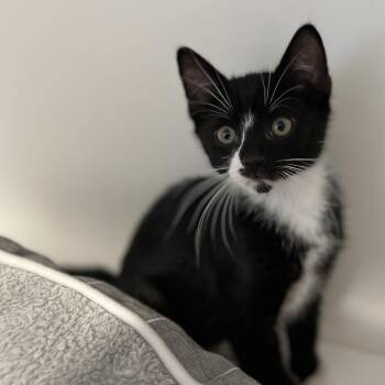 Precious -  American Shorthair Cat for Adoption in Hull, Massachusetts - Precious | PetCurious