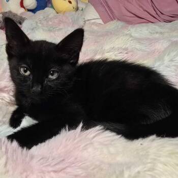 Domestic Short Hair Cats Available for Adoption in Riverside, California - Soot | PetCurious