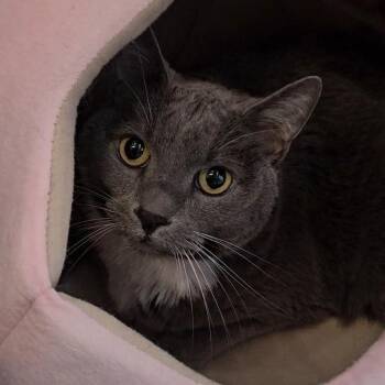 Sister Mcpherson -  Domestic Short Hair Cat for Adoption in Lakewood, Colorado - Sister Mcpherson | PetCurious