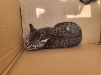 Domestic Short Hair Cats Available for Adoption in Fort Walton Beach, Florida - PIPE CLEANER | PetCurious