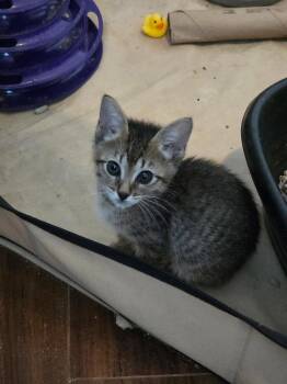 Domestic Short Hair Cats Available for Adoption in Camden, South Carolina - Canadian Wolf Bird (available For Pre-adoption) | PetCurious