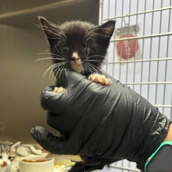 Ramona -  Domestic Short Hair Cat for Adoption in Portage, Michigan - Ramona | PetCurious