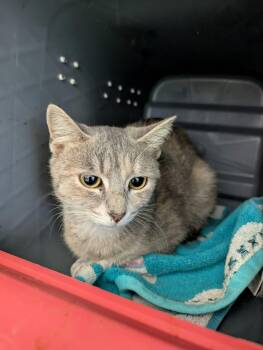 Bluebell - At shelter -  Domestic Short Hair Cat for Adoption in Rustburg, Virginia - Bluebell - At Shelter | PetCurious