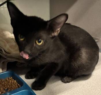 *Lazlo* -  Domestic Short Hair Cat for Adoption in Salt Lake City, Utah - *Lazlo* | PetCurious