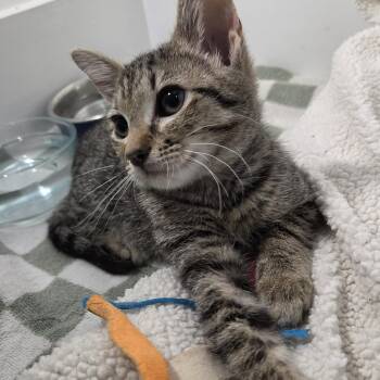 Gordita -  Tabby Cat for Adoption in Wilmington, North Carolina - Gordita | PetCurious