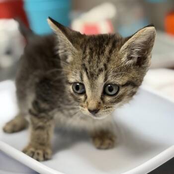 Ravioli -  Domestic Short Hair Cat for Adoption in Houston, Texas - Ravioli | PetCurious