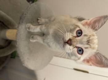 Rescue Siamese Cats for Adoption in Bloomsdale, Missouri - Winter | PetCurious