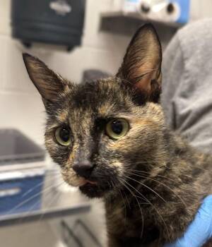 Suzee -  Domestic Short Hair Cat for Adoption in Golden, Colorado - Suzee | PetCurious