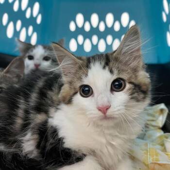 Read My Lips -  Domestic Medium Hair Cat for Adoption in Fredericksburg, Virginia - Read My Lips | PetCurious