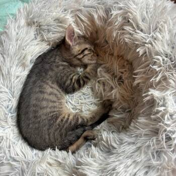 Captain Hastings -  Domestic Short Hair Cat Available for Adoption in Columbia, Missouri - Captain Hastings | PetCurious