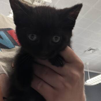 Serendipity -  Domestic Medium Hair Cat for Adoption in Summerlee, West Virginia - Serendipity | PetCurious