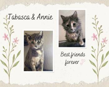 Dilute Tortoiseshell Cats Available for Adoption in Yuba City, California - Annie And Tabasca | PetCurious
