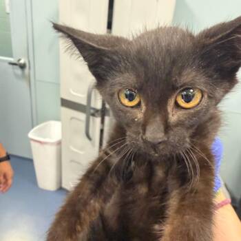 Boots -  Domestic Short Hair Cat for Adoption in Greensboro, North Carolina - Boots | PetCurious