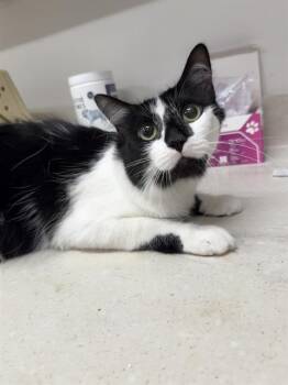 PRINCESS -  Domestic Short Hair Cat for Adoption in Baytown, Texas - PRINCESS | PetCurious