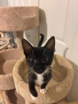 Domestic Short Hair Cats Available for Adoption - Zoro  | PetCurious