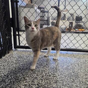 Domestic Short Hair Cats Available for Adoption - HARRIET | PetCurious