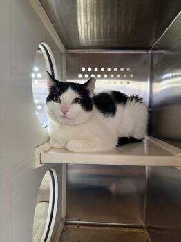 Domestic Short Hair Cats Available for Adoption in Hyde Park, New York - Noodles | PetCurious