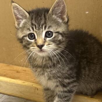 Macaroni (Grand St Kitten 1) -  Domestic Short Hair Cat for Adoption in Westport, Connecticut - Macaroni (Grand St Kitten 1) | PetCurious