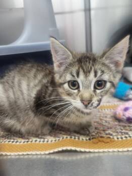 Starla -  Domestic Short Hair Cat for Adoption in Medford, Wisconsin - Starla | PetCurious