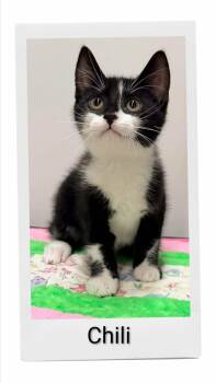 Chili -  Domestic Short Hair Cat for Adoption in Caistor Centre, Ontario - Chili | PetCurious