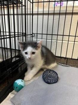 93966a Turbo -  Domestic Short Hair Cat for Adoption in North Charleston, South Carolina - 93966a Turbo | PetCurious