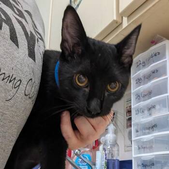 Bunky -  Domestic Short Hair Cat for Adoption in Ardmore, Oklahoma - Bunky | PetCurious
