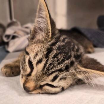 Adam -  Domestic Short Hair Cat for Adoption in Bentonville, Arkansas - Adam | PetCurious
