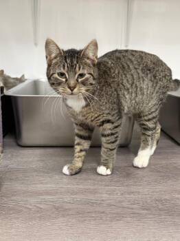 Domestic Short Hair Cats Available for Adoption - Lucky | PetCurious