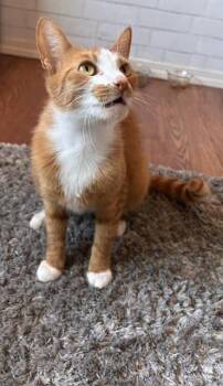 Domestic Short Hair Cats Available for Adoption in Gig Harbor, Washington - Daisy | PetCurious