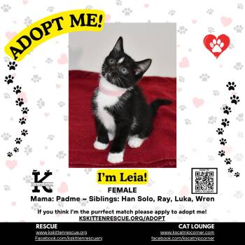 Leia -  Domestic Short Hair Cat for Adoption in OSBORNVILLE, New Jersey - Leia | PetCurious