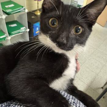 Zorro -  Domestic Short Hair Cat for Adoption in Jacksonville, Florida - Zorro | PetCurious