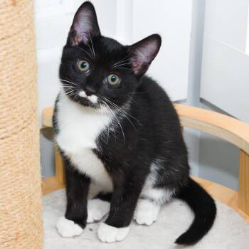 gw k3 Green -  Domestic Short Hair Cat for Adoption in Natick, Massachusetts - Gw K3 Green | PetCurious
