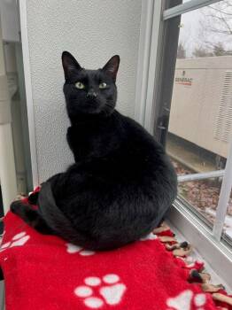 Domestic Short Hair Cats Available for Adoption - Francis | PetCurious