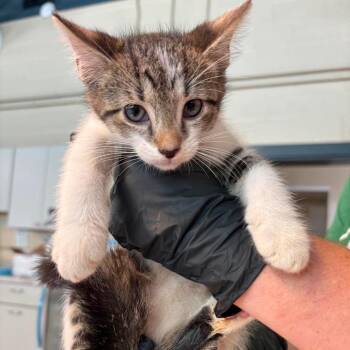 Usps -  Domestic Short Hair Cat for Adoption in Huntington, West Virginia - Usps | PetCurious