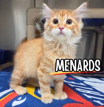 Menards -  Domestic Medium Hair and Extra Toes Cat Hemingway Polydactyl Cat for Adoption in Nevada, Iowa - Menards | PetCurious