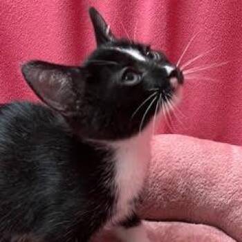 Ziti -  Domestic Short Hair Cat for Adoption in Green Valley, Arizona - Ziti | PetCurious