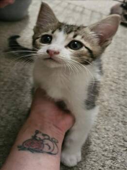 *PATCH -  Domestic Short Hair Cat for Adoption in Woodland, California - *PATCH | PetCurious