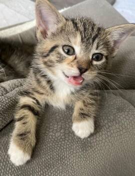 Juniper -  Domestic Short Hair Cat for Adoption in Newaygo, Michigan - Juniper | PetCurious