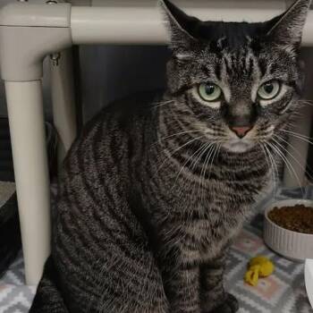 Tessa -  Domestic Short Hair Cat for Adoption in Winthrop, Maine - Tessa | PetCurious
