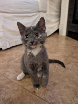 Domestic Short Hair Cats Available for Adoption in Zephyrhills, Florida - Lily (new) | PetCurious