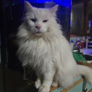 Yeti -  Domestic Long Hair Cat for Adoption in Goshen, Indiana - Yeti | PetCurious