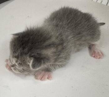 Winter -  Domestic Short Hair Cat for Adoption in Gainesville, Florida - Winter | PetCurious