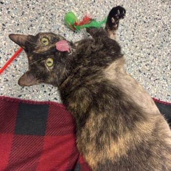 Chili -  Domestic Short Hair Cat for Adoption in Dayton, Ohio - Chili | PetCurious